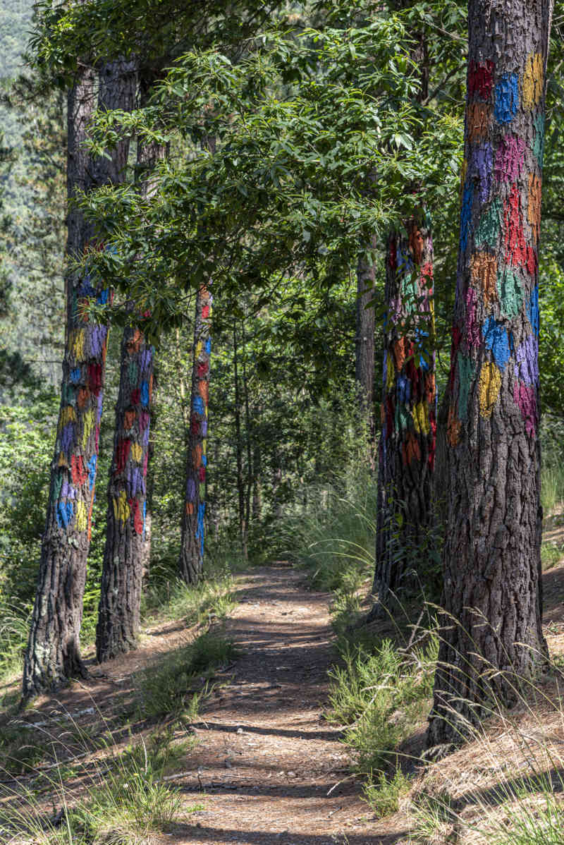 Vizcaya - Kortezubi 19 - bosque de Oma.jpg